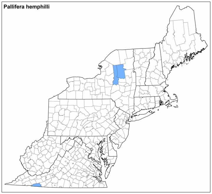 Pallifera hemphilli Range Map